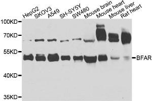 Western blot analysis of extracts of various cells, using BFAR antibody. (BFAR Antikörper)