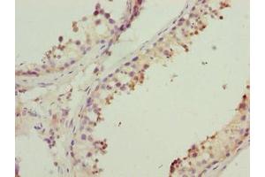 Immunohistochemistry of paraffin-embedded human testis tissue using ABIN7142411 at dilution of 1:100 (MRPL41 Antikörper  (AA 14-137))