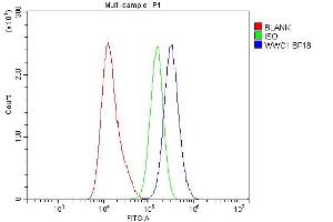 Flow Cytometry analysis of A431 cells using anti-KIBRA/WWC1 antibody (ABIN7602724).