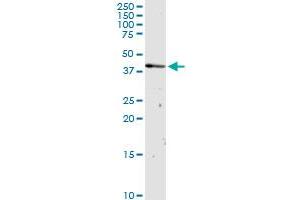 OXA1L MaxPab rabbit polyclonal antibody. (OXA1L Antikörper  (AA 1-435))
