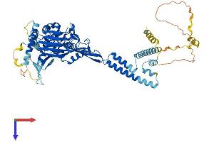 SCNN1B Protein (AA 1-638) (His tag)