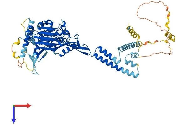 SCNN1B Protein (AA 1-638) (His tag)