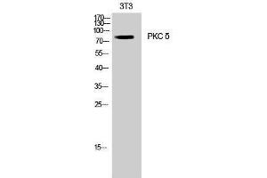 Western Blotting (WB) image for anti-Protein Kinase C, delta (PKCd) (Thr308) antibody (ABIN3186474) (PKC delta Antikörper  (Thr308))