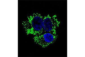 Immunofluorescent staining of HepG2 cell reacted with ALDH2 monoclonal antibody  at 1:10-1:50 dilution.