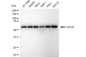 Western blotting analysis using CDC23 antibody (ABIN7798004). (Rekombinanter CDC23 Antikörper)