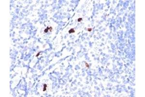 Formalin-fixed, paraffin-embedded human tonsil stained with Myeloid Cell antibody (SPM298).