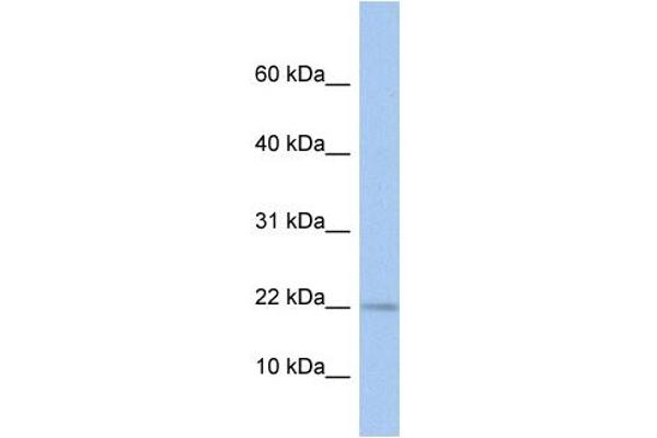 MPV17L Antikörper  (N-Term)