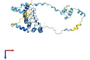Tropomodulin 1 Protein (TMOD1) (AA 1-359) (His tag)