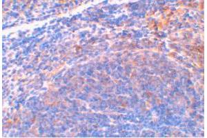 Immunohistochemical staining of mouse spleen tissue using Diablo polyclonal antibody  at 2 ug/mL . (DIABLO Antikörper  (AA 222-237))