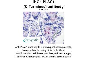 Image no. 1 for anti-Placenta-Specific 1 (PLAC1) (C-Term) antibody (ABIN1738141) (PLAC1 Antikörper  (C-Term))