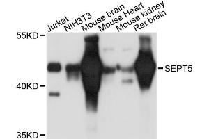 Western blot analysis of extracts of various cell lines, using SEPT5 antibody. (Septin 5 Antikörper)