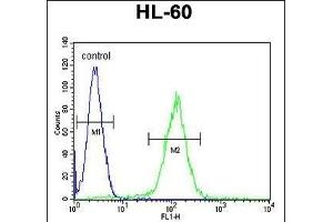 OR10J5 Antibody (C-term) (ABIN655222 and ABIN2844830) flow cytometric analysis of HL-60 cells (right histogram) compared to a negative control cell (left histogram). (OR10J5 Antikörper  (C-Term))