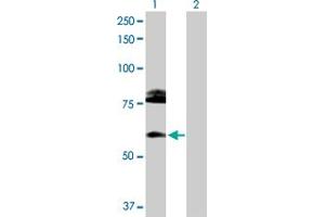Western Blot analysis of CREB3L1 expression in transfected 293T cell line by CREB3L1 MaxPab polyclonal antibody. (CREB3L1 Antikörper  (AA 1-519))