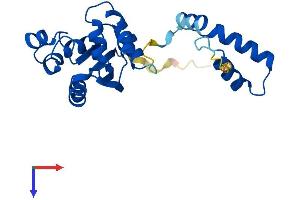 NME5 Protein (AA 1-212) (His tag)