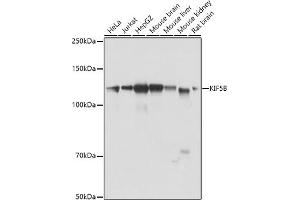 Western blot analysis of extracts of various cell lines, using KIF5B antibody (ABIN7268136) at 1:1000 dilution. (KIF5B Antikörper  (AA 650-770))