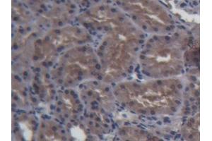 DAB staining on IHC-P; Samples: Porcine Kidney Tissue (FABP1 Antikörper  (AA 1-127))