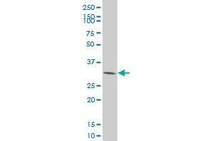 CDK4 monoclonal antibody (M09), clone 8A10 Western Blot analysis of CDK4 expression in HeLa . (CDK4 Antikörper  (AA 211-303))