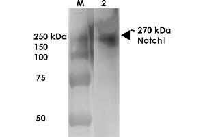 Western Blot analysis of Rat Brain Membrane showing detection of ~270 kDa Notch1 protein using Mouse Anti-Notch1 Monoclonal Antibody, Clone S253-32 . (Notch1 Antikörper  (AA 20-216) (HRP))