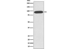 Western blot analysis of VCP expression in HeLa cell lysate.