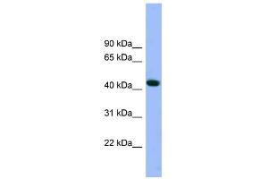 WB Suggested Anti-ACTR3 Antibody Titration: 0. (ACTR3 Antikörper  (N-Term))