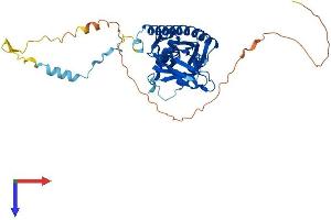 EXOSC9 Protein (AA 1-438) (His tag)