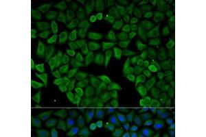 Immunofluorescence analysis of HeLa cells using CHRNA1 Polyclonal Antibody (CHRNA1 Antikörper)