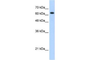 Western Blotting (WB) image for anti-RAD17 (RAD17) antibody (ABIN2460182) (RAD17 Antikörper)
