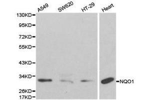 Western Blotting (WB) image for anti-NAD(P)H Dehydrogenase, Quinone 1 (NQO1) antibody (ABIN1873943) (NQO1 Antikörper)