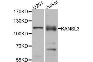 Western blot analysis of extracts of U251 and Jurkat cell lines, using KANSL3 antibody. (KANSL3 Antikörper)