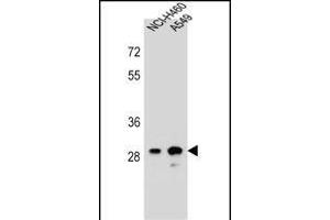 DHRS4L1 Antibody (C-term) (ABIN656463 and ABIN2845747) western blot analysis in NCI-,A549 cell line lysates (35 μg/lane). (DHRS4L1 Antikörper  (C-Term))