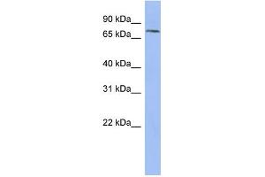 WB Suggested Anti-PNN Antibody Titration: 0. (PNN Antikörper  (N-Term))