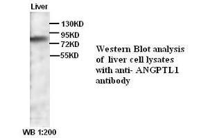 Image no. 1 for anti-Angiopoietin-Like 1 (ANGPTL1) (C-Term) antibody (ABIN790932) (ANGPTL1 Antikörper  (C-Term))