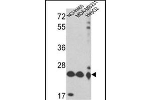 Western blot analysis of PRDX3 Antibody (N-term) (ABIN389470 and ABIN2839534) in NCI-,MDA-M,HepG2 cell line lysates (35 μg/lane). (Peroxiredoxin 3 Antikörper  (N-Term))