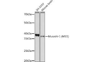 Western blot analysis of extracts of various cell lines, using Musashi-1 (MSI1) Rabbit mAb (ABIN7268700) at 1:1000 dilution. (MSI1 Antikörper)