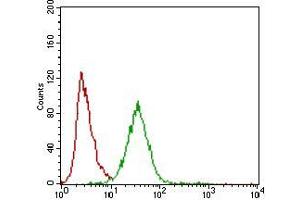 Flow cytometric analysis of Hela cells using ZEB1 mouse mAb (green) and negative control (red). (ZEB1 Antikörper  (AA 967-1108))