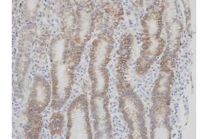 IHC-P Image Immunohistochemical analysis of paraffin-embedded human normal gastric epithelium (gland) , using F7, antibody at 1:100 dilution. (Factor VII Antikörper)