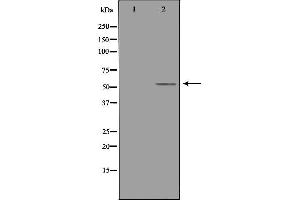 Western blot analysis of extracts from 3T3 cells, using TRAF4 antibody. (TRAF4 Antikörper  (Internal Region))