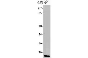 Western Blot analysis of 293 cells using Phospho-Histone H2A. (H2AFX Antikörper  (pSer139))