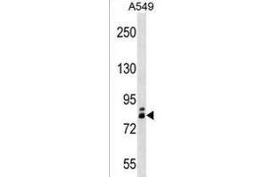 ZN Antibody (N-term) (ABIN1538894 and ABIN2843343) western blot analysis in A549 cell line lysates (35 μg/lane). (ZNF252 Antikörper  (N-Term))