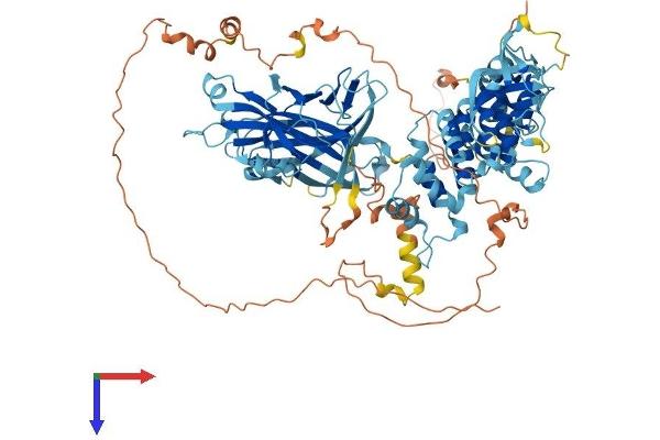 MACC1 Protein (AA 1-852) (His tag)