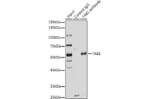 Immunoprecipitation analysis of 200 μg extracts of HeLa cells using 3 μg T antibody (ABIN6131955, ABIN6148795, ABIN6148796 and ABIN6221421). (TAB1 Antikörper  (AA 205-504))