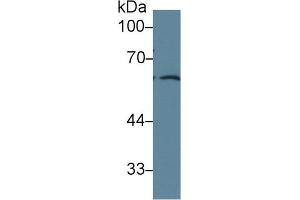 Western Blot; Sample: Human PC3 cell lysate; Primary Ab: 1µg/ml Rabbit Anti-Rat FRS2 Antibody Second Ab: 0. (FRS2 Antikörper  (AA 268-453))