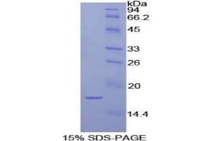 SDS-PAGE analysis of Dog Interleukin 1 alpha Protein. (IL1A Protein)