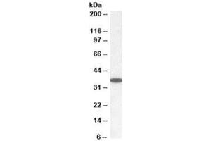 Western blot testing of human cerebellum lysate with PPP2CA/B antibody at 0. (PPP2CA/B Antikörper)