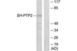 Western blot analysis of extracts from COS7 cells, using SH-PTP2 Antibody. (PTPN11 Antikörper  (AA 321-370))
