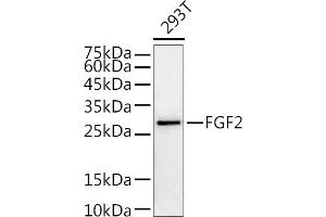 Western blot analysis of extracts of 293T cells, using FGF2 antibody (ABIN3020744, ABIN3020745, ABIN3020746 and ABIN6213702) at 1:1000 dilution. (FGF2 Antikörper  (AA 143-288))