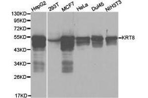 Western Blotting (WB) image for anti-Keratin 8 (KRT8) antibody (ABIN1873498) (KRT8 Antikörper)