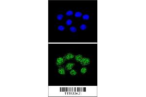 Confocal immunofluorescent analysis of MSH2 Antibody with Hela cell followed by Alexa Fluor 488-conjugated goat anti-rabbit lgG (green). (MSH2 Antikörper  (AA 637-665))