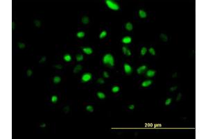 Immunofluorescence of purified MaxPab antibody to SMNDC1 on HeLa cell. (SMNDC1 Antikörper  (AA 1-238))