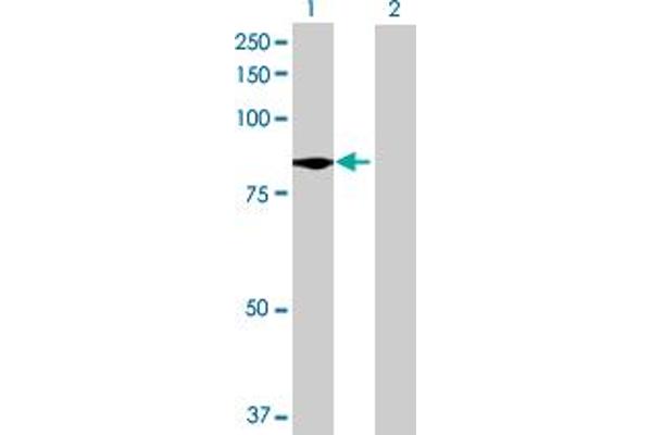 TTC39B Antikörper  (AA 1-616)